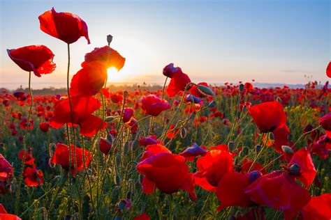 Celebrate Pride With a Rainbow Image Collection - The Shutterstock Blog