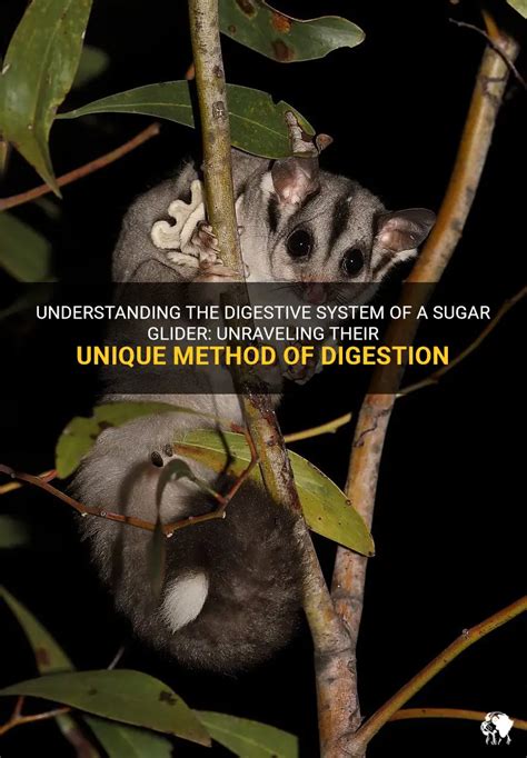 Understanding The Digestive System Of A Sugar Glider: Unraveling Their ...