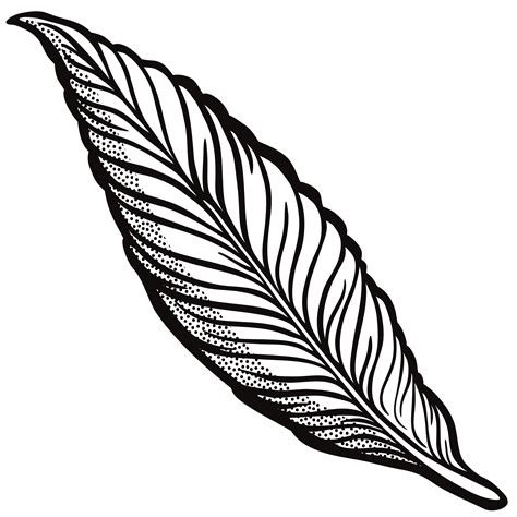 Line Drawing Feather at GetDrawings | Free download