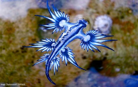 Blue Glaucus - Oceana