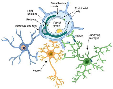 Effects Of Astrocytes Oligodendrocytes Microglial Cells