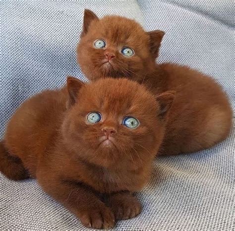 Brown kittens with blue eyes : r/Eyebleach