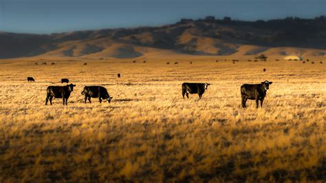 cattle-grazing-pasture - Pro Earth Animal Health