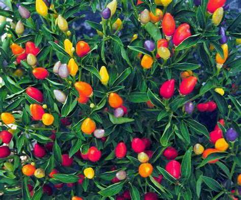 5 Edible Plants That Double as Decor | Pepper plants, Hot peppers ...