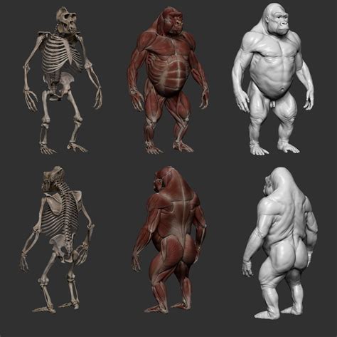 Gael Kerchenbaum - Gorilla ecorche - 3dscan store