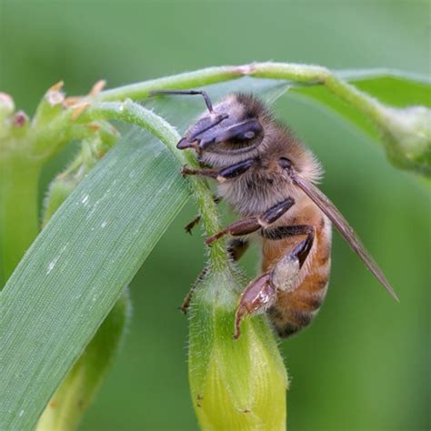 Honey bee species || BeeKeeping