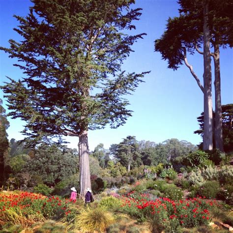 SF Botanical Garden in Golden Gate Park celebrates 75 years with free ...