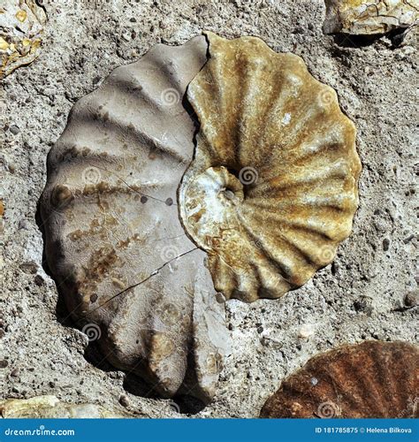 Seashell Mollusk Ammonite Fossil Background Stock Image - Image of ...