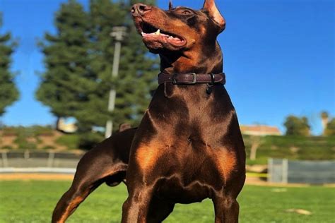 Doberman Pitbull Mix: An Ultimate Guide To This Crossbreed