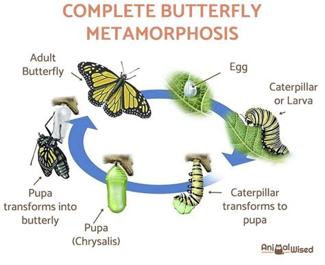 Butterfly Anchor Chart Butterfly Lesson Plans Butterfly Life Cycle ...