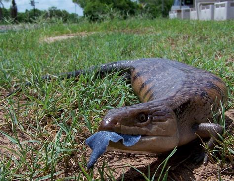 On Biology Habitat use of bluetongue lizards in tropical climates