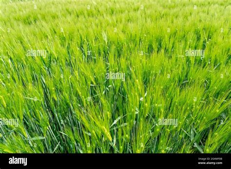 Barley plant hi-res stock photography and images - Alamy