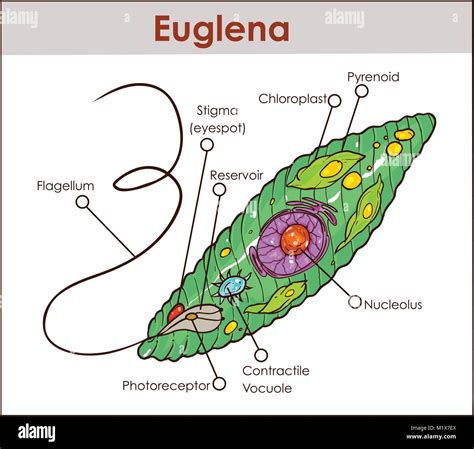 Vector Euglena Cross Section Diagram representative protists euglenoid ...