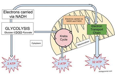 Cellular Respiration (Krebs Cycle)