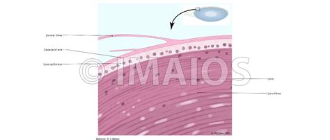 Orbits and eyes: anatomical illustrations - eAnatomy