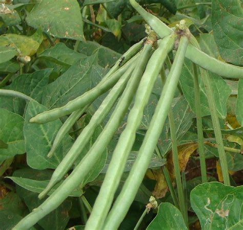 Cowpea | Only Foods