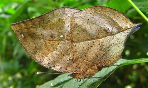 10 Amazing Animals that Use Camouflage ~ scientific nation