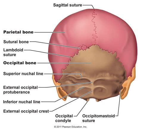 Occipital Bone Posterior View Skull Anatomy Occipital Medical Anatomy ...