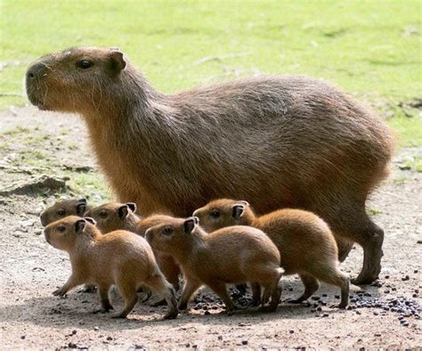 baby capybaras @mrslyzz I AM SOBBING YOU NEED THESE AS UR MASCOTS AT ...