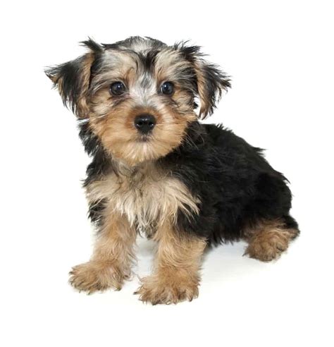 Morkie Dogs 101: What You Need to Know - K9 Web