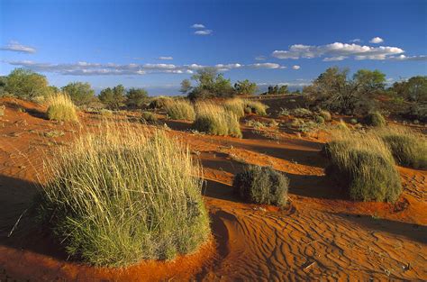 Spinifex Grass Strzelecki Desert Photograph by Konrad Wothe - Pixels