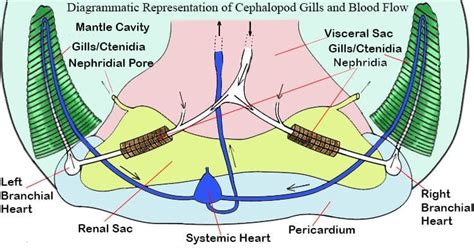 Cuttlefish Anatomy 101: A Look Inside [2023]