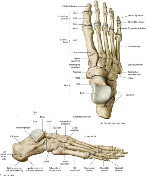 Bones Of The Foot And Ankle Labeled