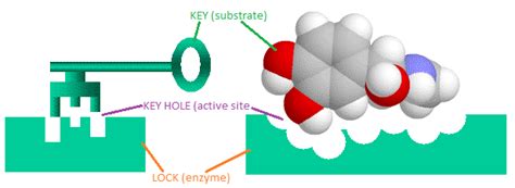 Enzymes Lock And Key Animation