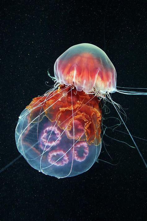 Jellyfish Feeding Photograph by Alexander Semenov - Fine Art America