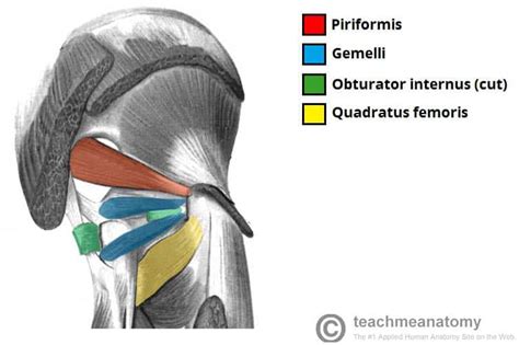 Anatomy Piriformis - Anatomical Charts & Posters