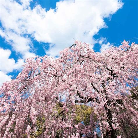 Weeping Cherry Trees: Plant and Care Guide | Family Handyman