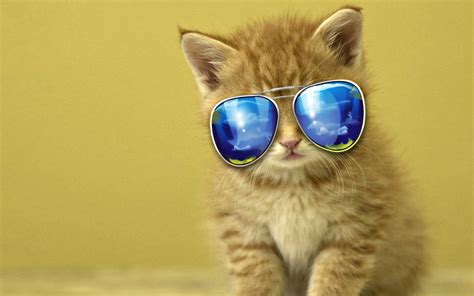 🔥 [40+] Cool Cat HD Wallpapers | WallpaperSafari