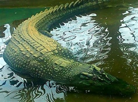 Lolong - Wikipedia