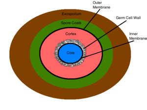 Bacterial endospores - microbewiki