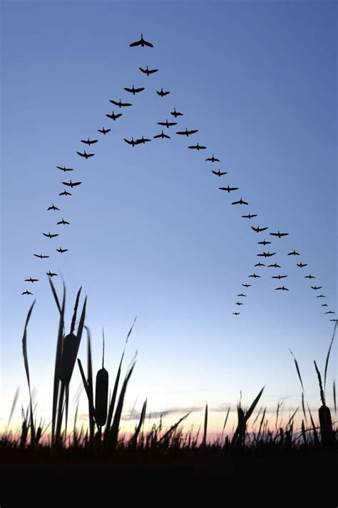 Migrating Canada geese You know why, when geese fly in V formation one ...