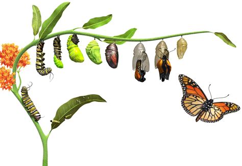 Butterfly Life Cycle | Caterpillar to Butterfly | DK Find Out