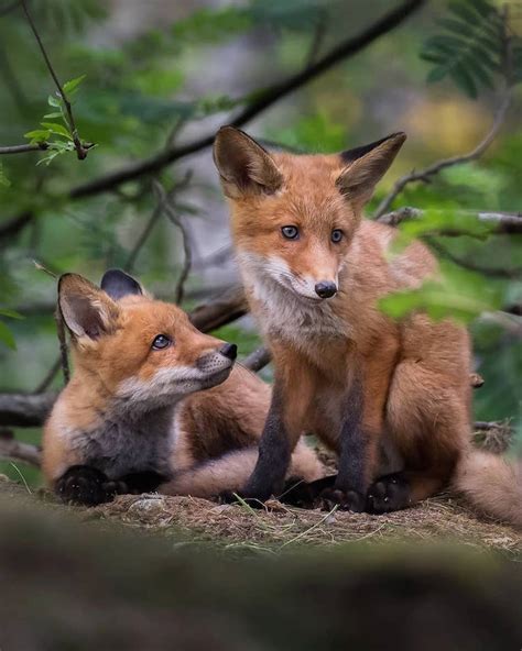 Photographer Captures Enchanting Photos of Finland’s Forest Animals