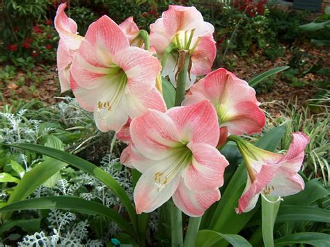 1 Garden Pink Amaryllis LARGE BULBS Multiple blooms per bulb | Etsy