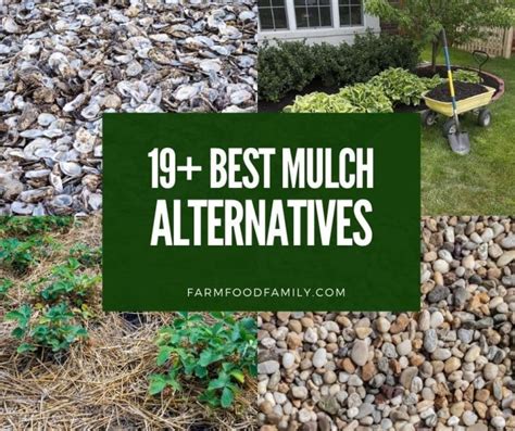 19 Mulch Alternatives for a Beautiful and Sustainable Garden