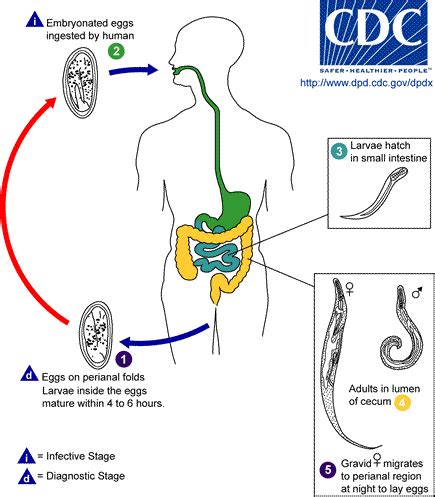 Pinworm - Life Cycle | Infection Control