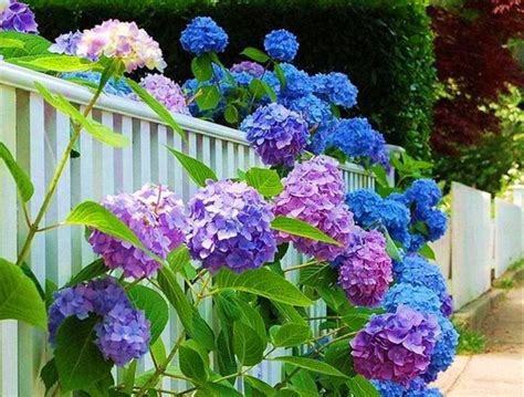 Hydrangea Wallpaper - WallpaperSafari