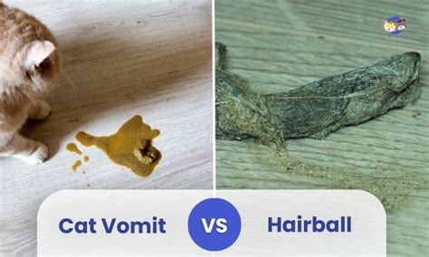 Cat Vomit vs Hairball: Symptoms, Causes & Treatment