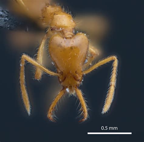 New ant species named in recognition of gender diversity