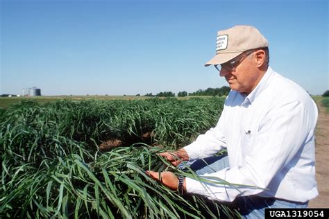 switchgrass (Panicum virgatum)