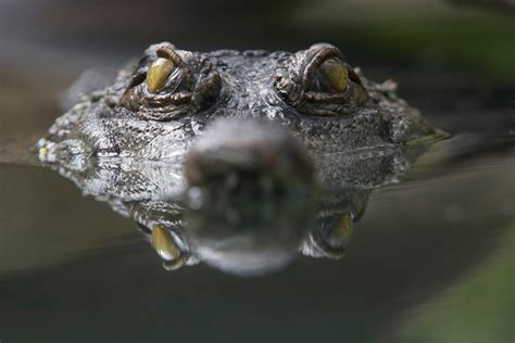 Species Spotlight: The West African Slender-Snouted Crocodile • The ...