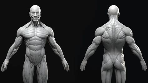 Male Anatomy Model Sculpt on Cubebrush.co | Anatomy sculpture, Human ...