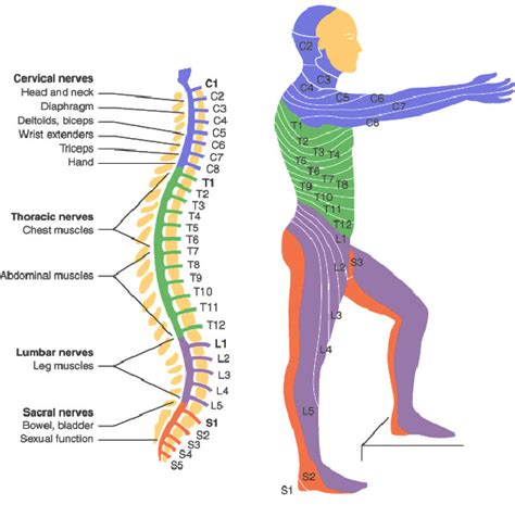 Spinal Cord Injury Levels | Bone and Spine