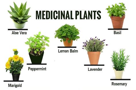 Medicinal Plants and their uses with pictures and Scientific Names ...