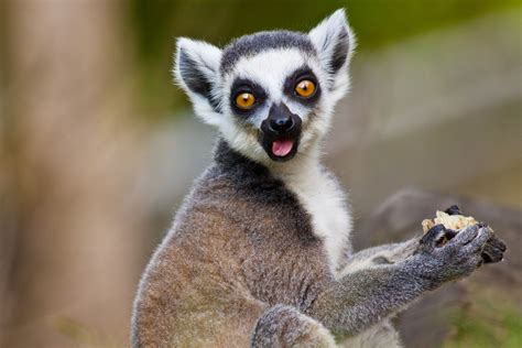 When did the famous lemurs first arrive in Madagascar? - Earth.com