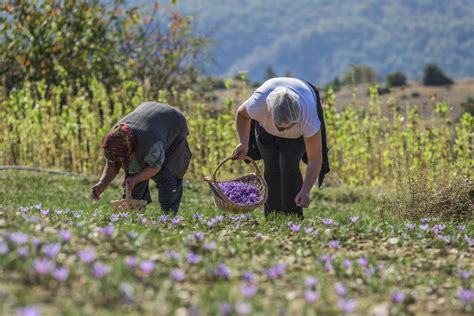 Saffron harvesting - Luxeat